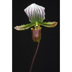 Paphiopedilum lawrenceanum