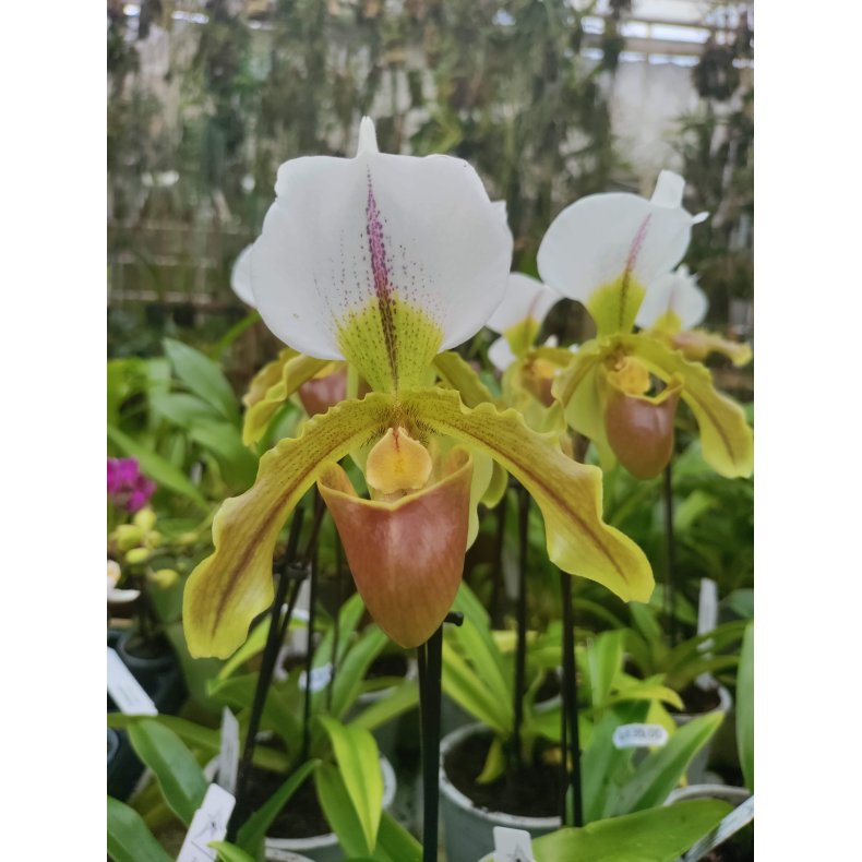 Paphiopedilum Leeanum