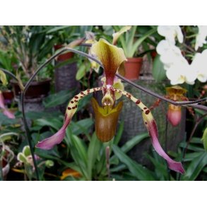 Paphiopedilum lowii