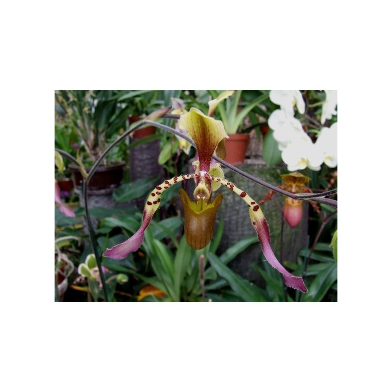 Paphiopedilum lowii