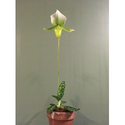 Paphiopedilum Maudiae Magnificum 
