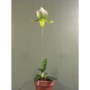 Paphiopedilum Maudiae Magnificum 