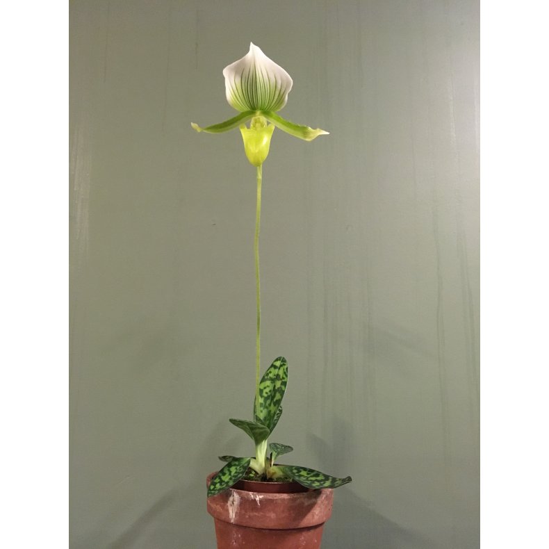 Paphiopedilum Maudiae &acute;Magnificum&acute; 