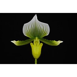 Paphiopedilum Maudiae Magnificum 