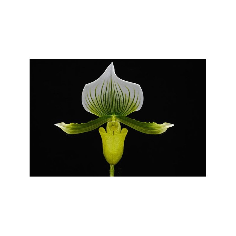 Paphiopedilum Maudiae Magnificum 