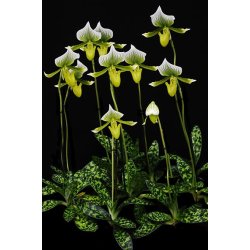 Paphiopedilum Maudiae Magnificum 