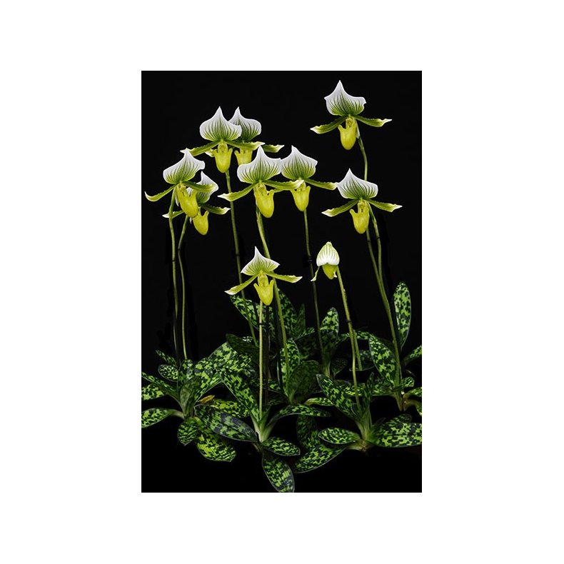 Paphiopedilum Maudiae Magnificum 