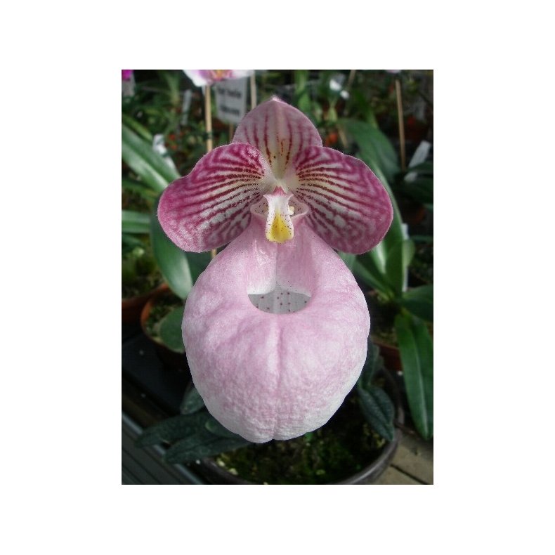 Paphiopedilum micranthum