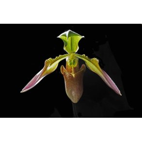 Paphiopedilum appletonianum/wolterianum