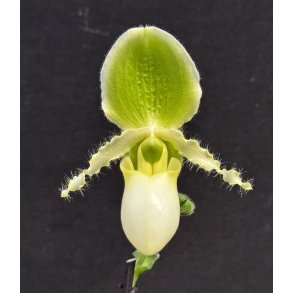 Paphiopedilum Pinocchio yellow