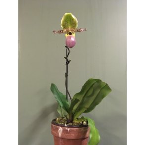 Paphiopedilum Pinocchio