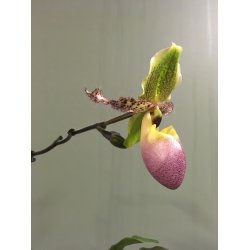 Paphiopedilum Pinocchio