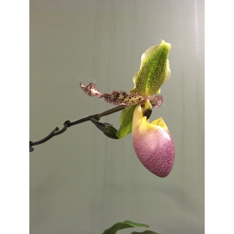 Paphiopedilum Pinocchio