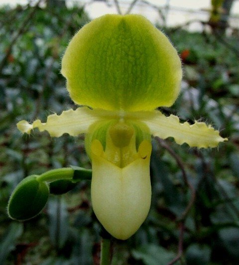 Paphiopedilum primulinum - Paphiopedilum - ORCHIDE-GARTNERIET V ...