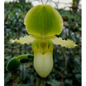 Paphiopedilum primulinum