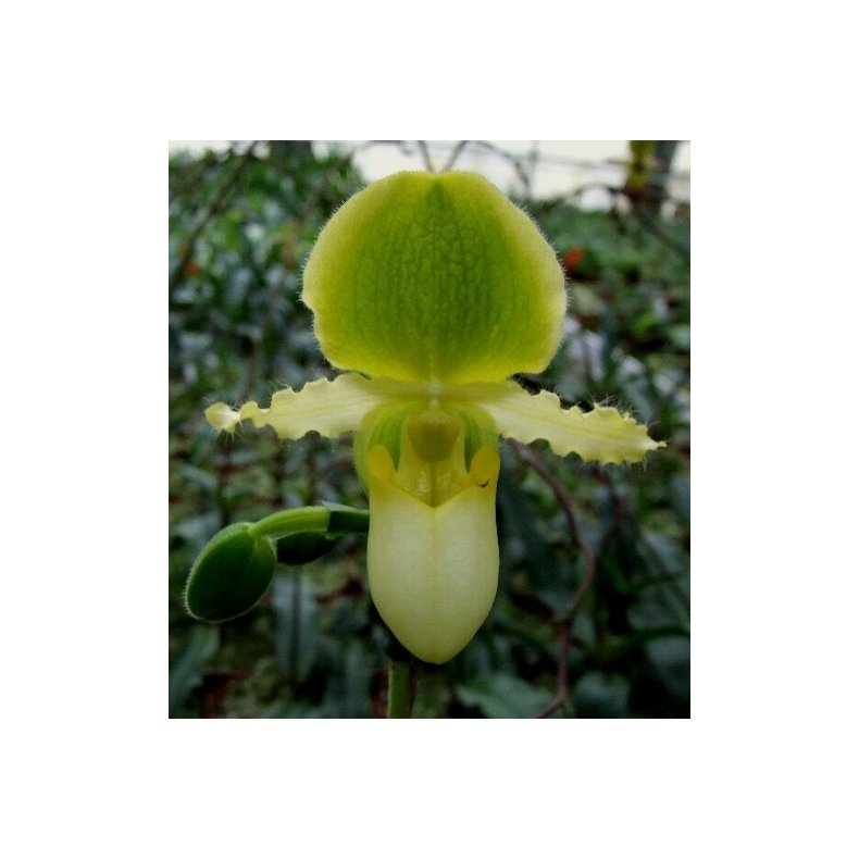 Paphiopedilum primulinum