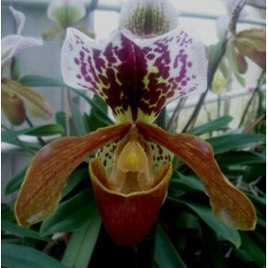 Paphiopedilum Quadron