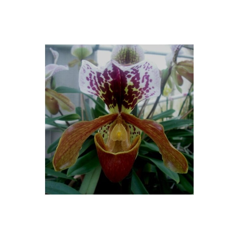 Paphiopedilum Quadron