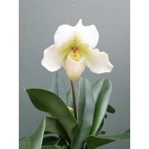 Paphiopedilum Rosy Dawn