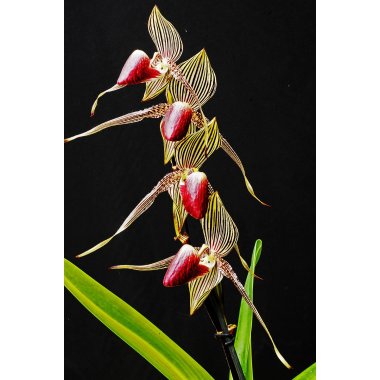 Paphiopedilum