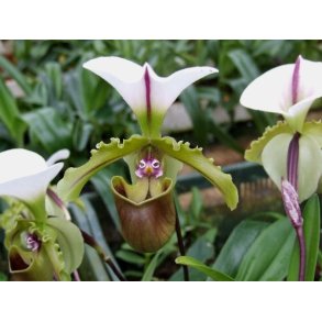 Paphiopedilum spicerianum
