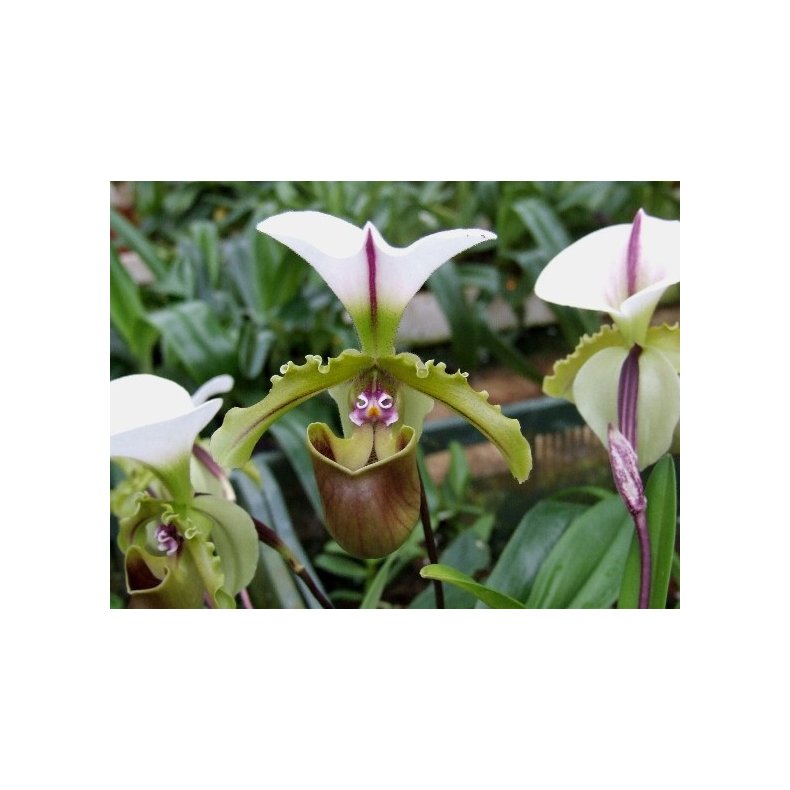 Paphiopedilum spicerianum