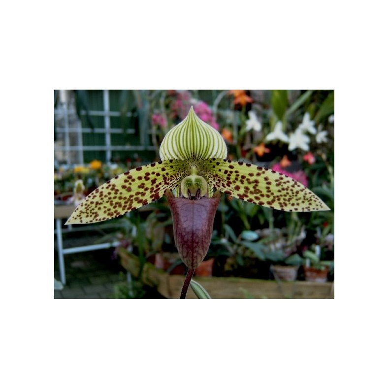 Paphiopedilum sukhakulii