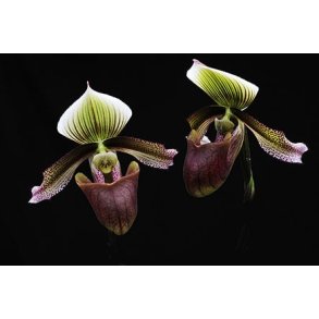 Paphiopedilum superbiens
