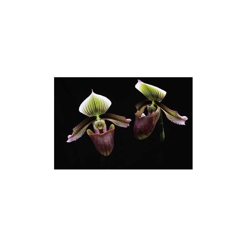 Paphiopedilum superbiens