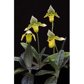 Paphiopedilum venustum alba