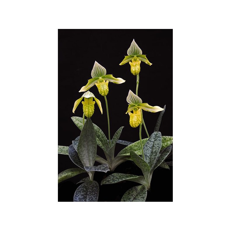 Paphiopedilum venustum alba