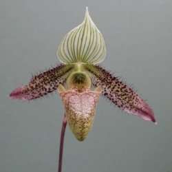 Paphiopedilum wardii