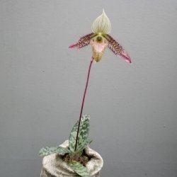 Paphiopedilum wardii