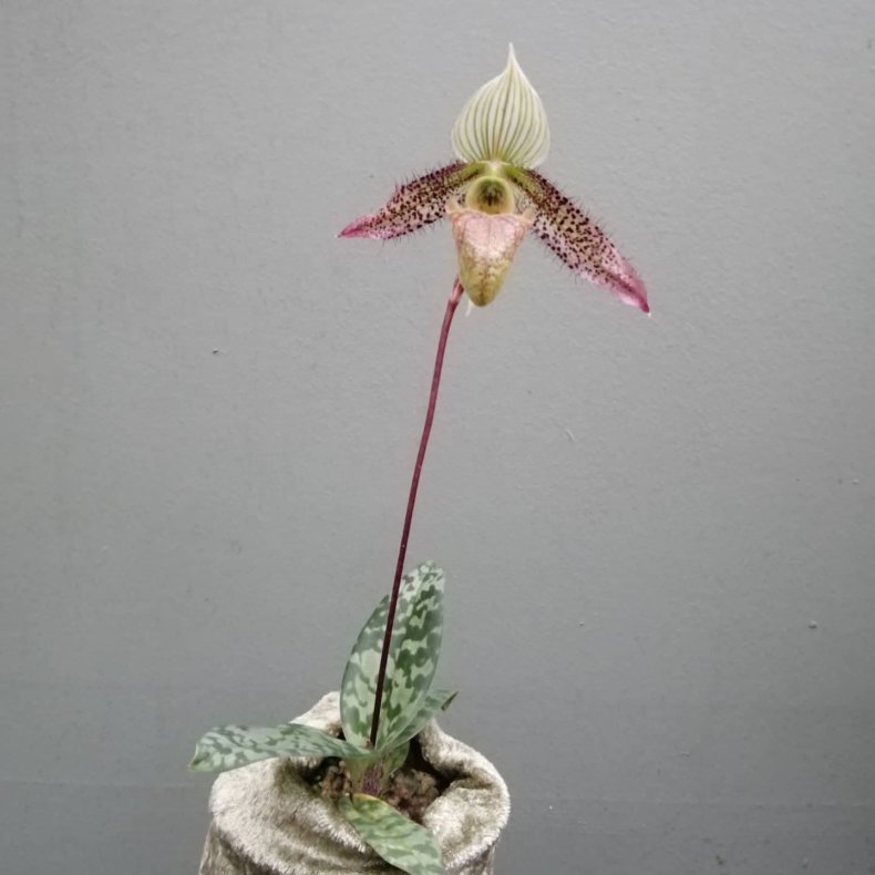 Paphiopedilum wardii