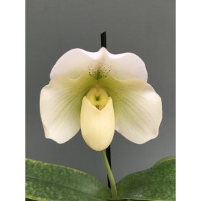 Paphiopedilum White Lady