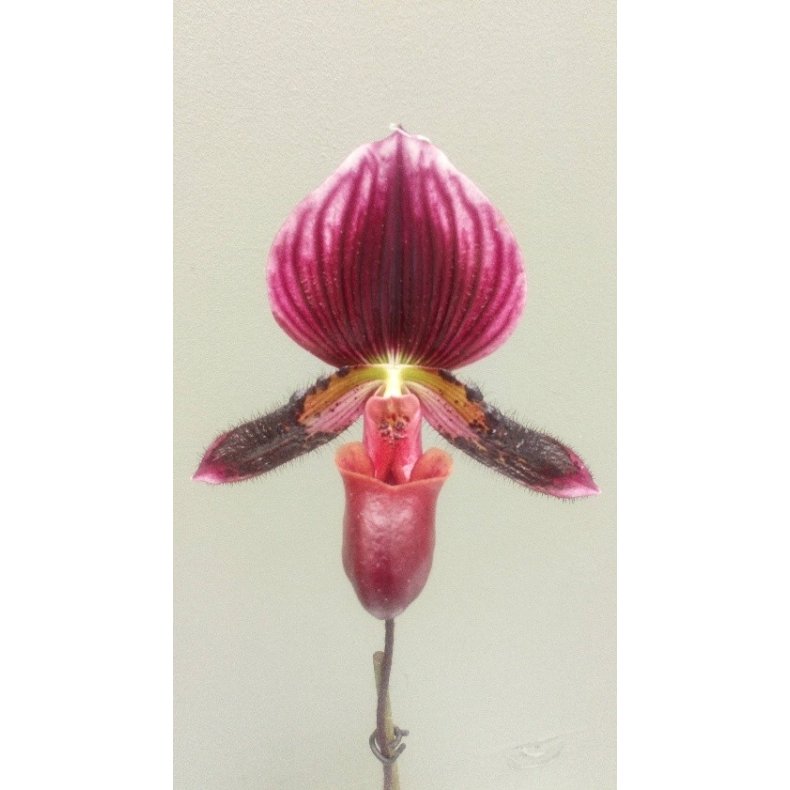 Paphiopedilum Maudia "Winicolour"