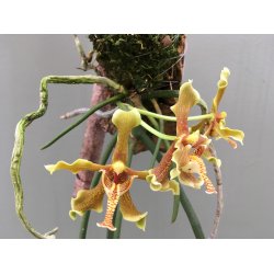 Paraphalaenopsis labukensis