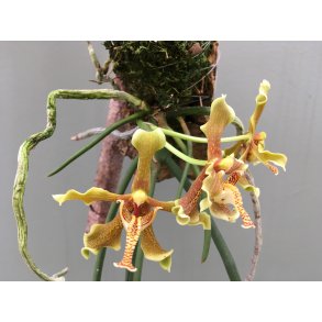 Paraphalaenopsis labukensis