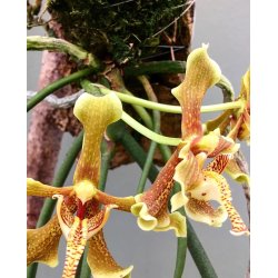 Paraphalaenopsis labukensis