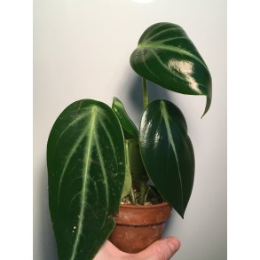 Peperomia maculosa 