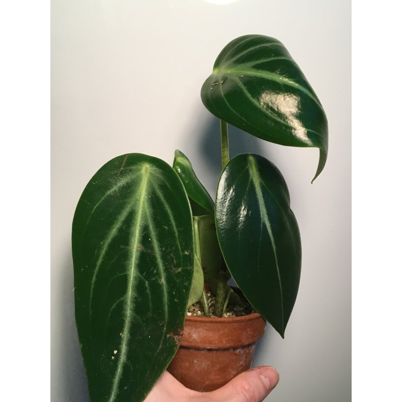 Peperomia maculosa "musehaleaks"