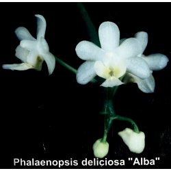 Phalaenopsis deliciosa alba