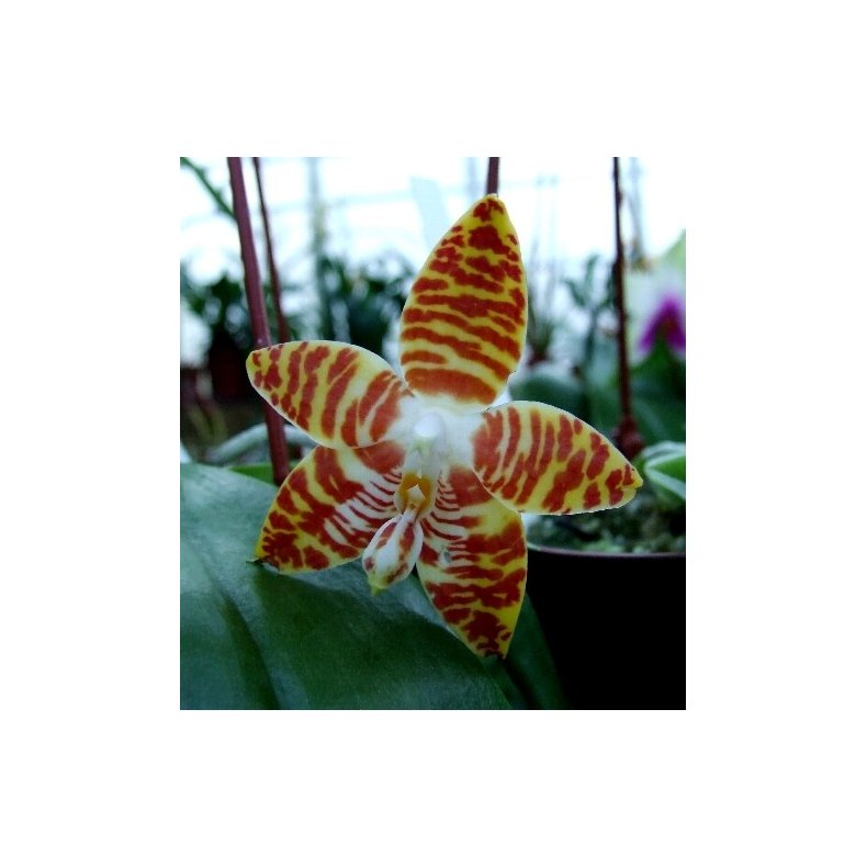 Phalaenopsis amboinensis