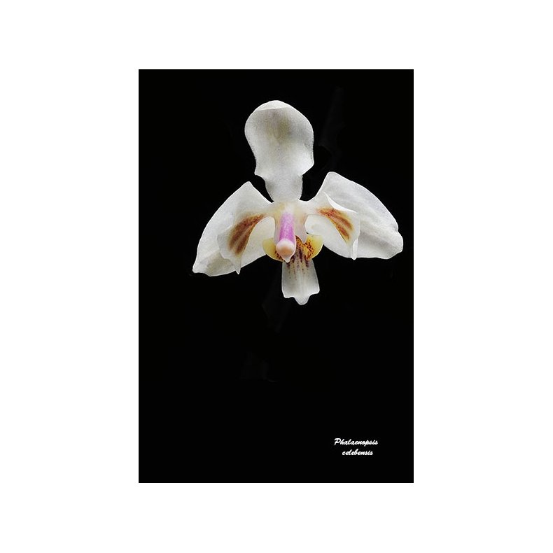 Phalaenopsis celebensis