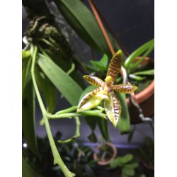 Phalaenopsis cornu-cervi 'red'