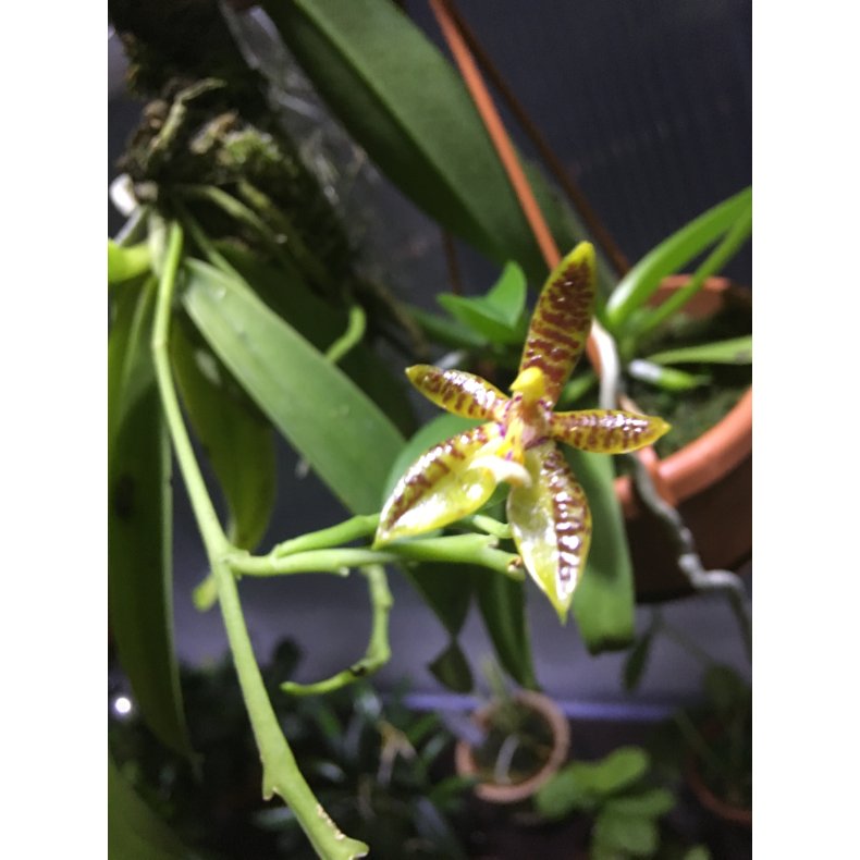 Phalaenopsis cornu-cervi 'red'