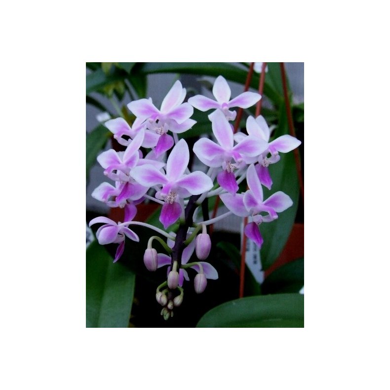 Phalaenopsis equestris 