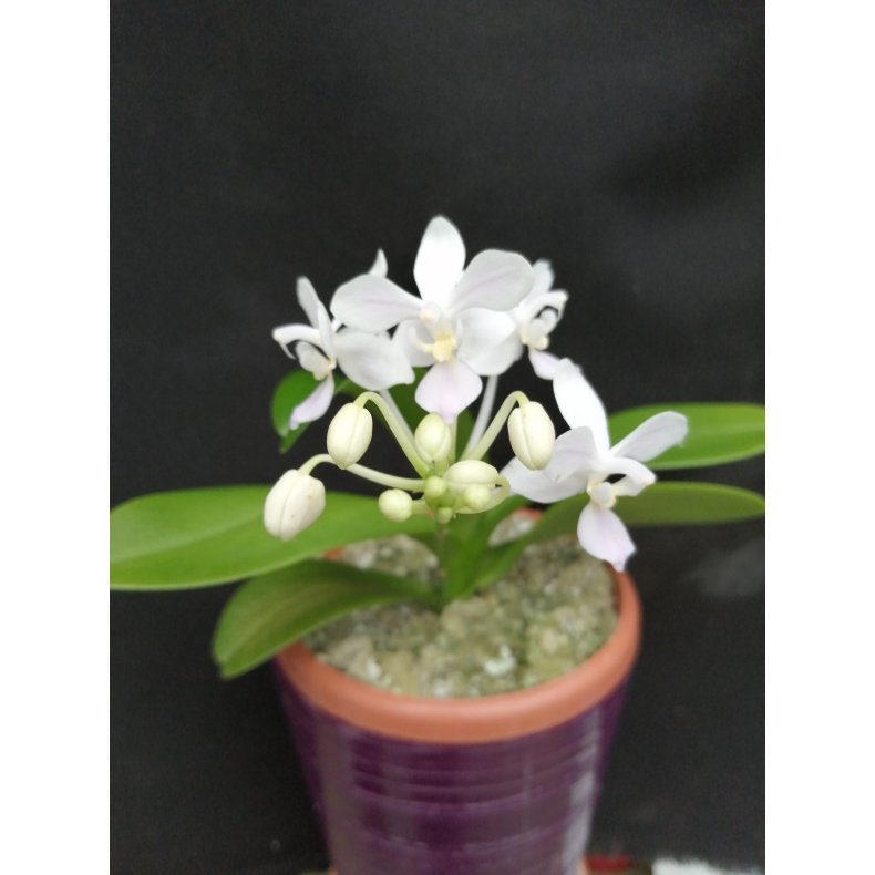 Phalaenopsis equestris 'albacens'