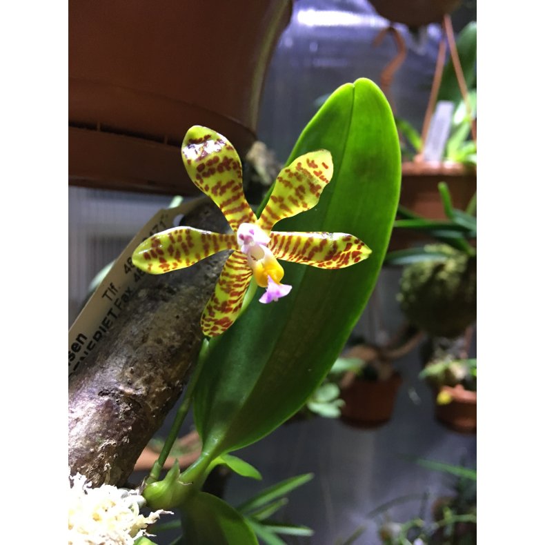 Phalaenopsis fasciata