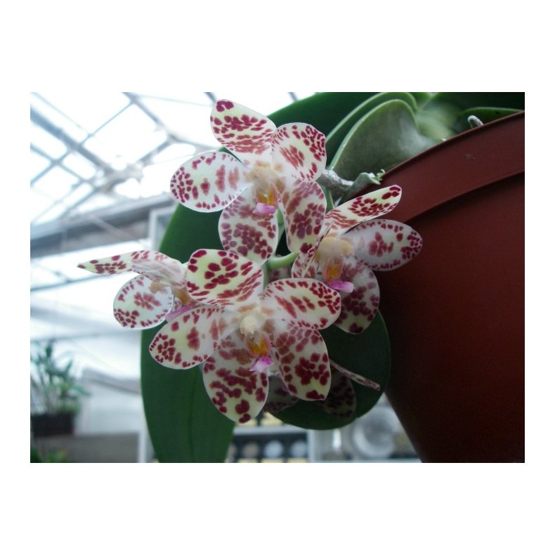Phalaenopsis gigantea